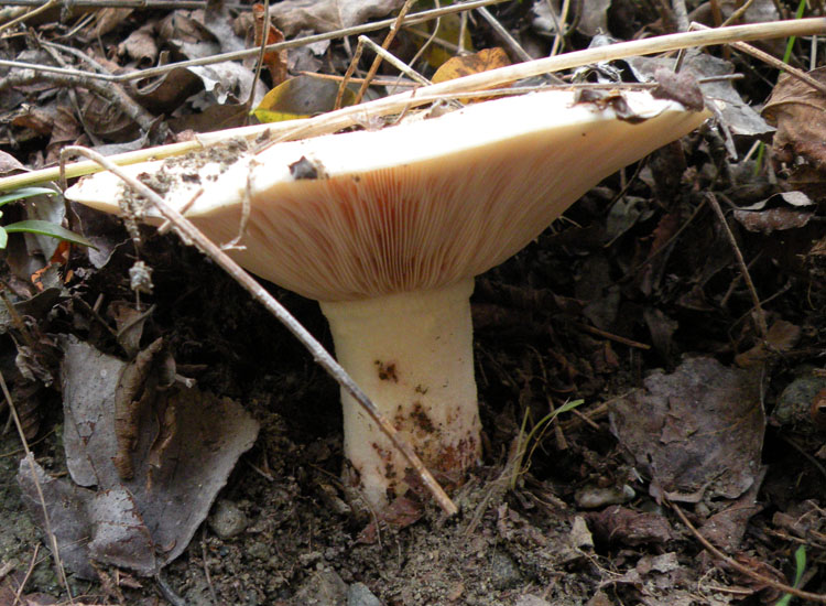 Leucopaxillus rhodoleucus ?